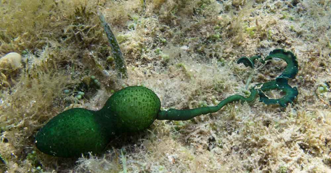 Worms change their sex according to their living environment