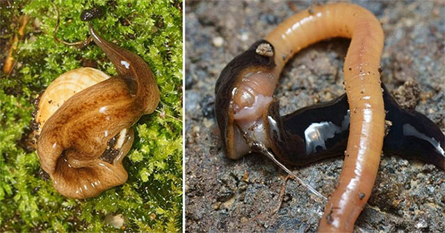 Worms eat invading Europe