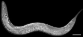 Worms 'fireflies' are created in the laboratory