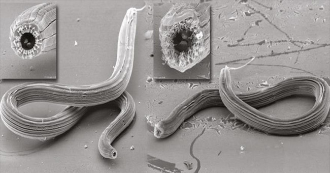 Worms have 5 different faces