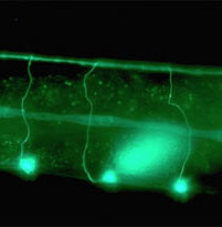 Worms live longer when flying into space
