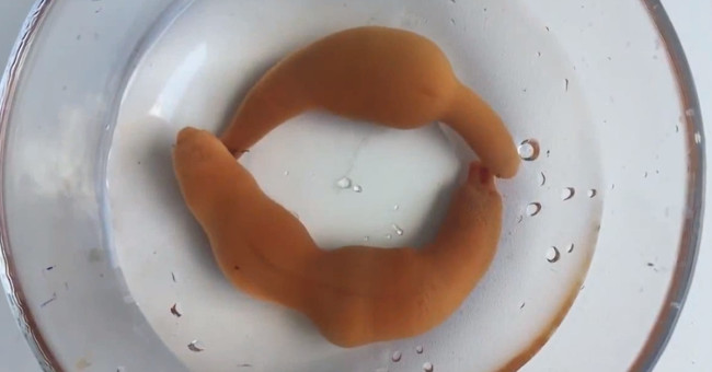 Worms named 'fish penis' can eat raw