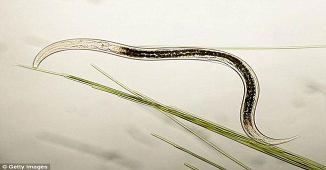 Worms perceive light 50 times better than humans