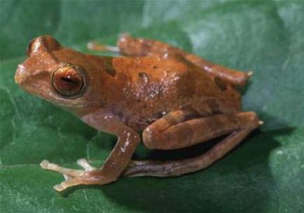 WWF: Discovered 52 new species in Borneo