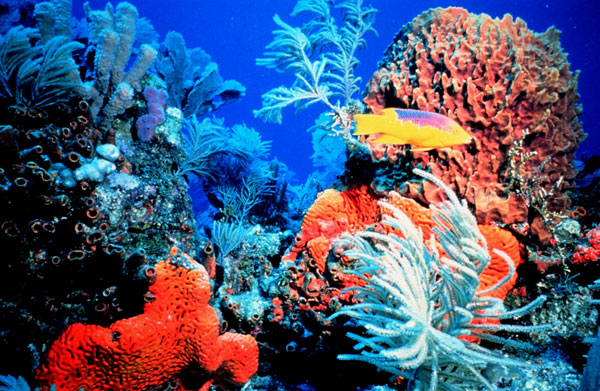 WWF initiated the Coral Triangle Day 9/6