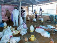 Xót far from chicken farming