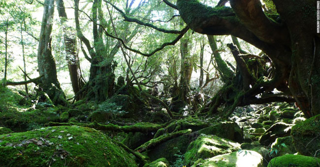 Yakushima Island - World Natural Heritage in Japan