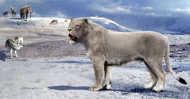Yang's Tiger: The native lion of China but called the tiger