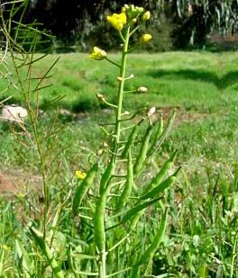 Year-round plants adapt to evolutionary weather changes