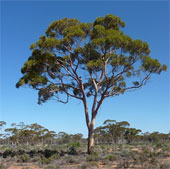 Yellow 'grows' on the tree