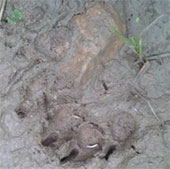 Yen Bai: Discovered two tiger individuals in Luc Yen district