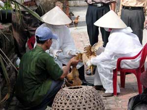 Yen Bai registered bird flu maps