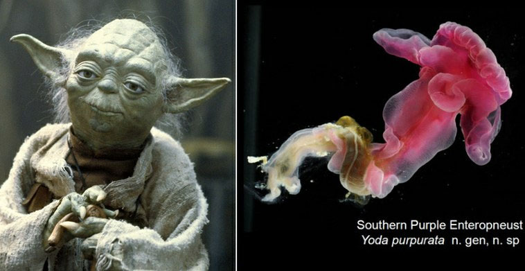 Yoda worm