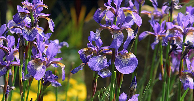 You are watching the flowers with the most rare and expensive scents in the world