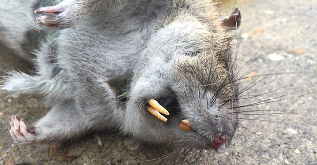 You plan to release genetically modified mice to deal with the rat pandemic