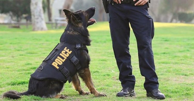 You will be shocked to know the strict process to train a police dog