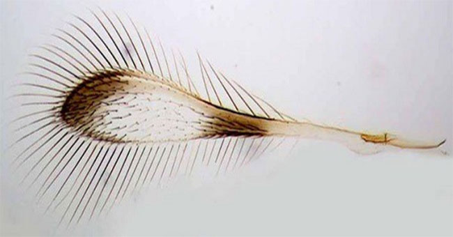 You will be surprised if you know what this hair is really!