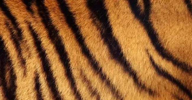 You will be very surprised to know how the skin under the tiger's plaid fur