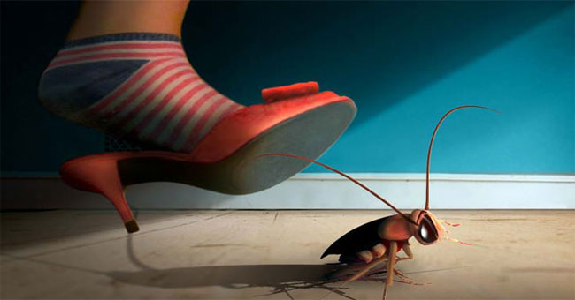 You will quit the habit of killing cockroaches with sandals after knowing this horrifying truth