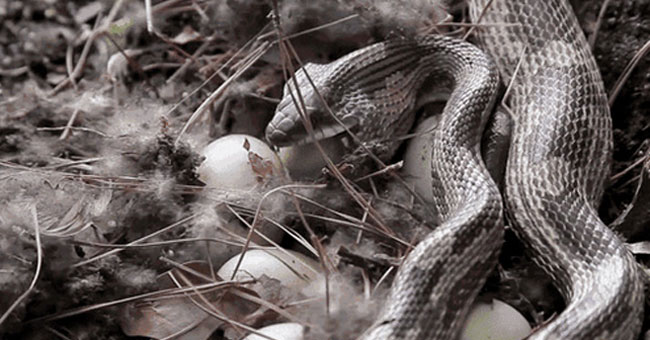 You will see how fierce the biological world is through the following pictures