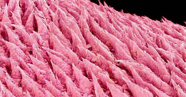 You won't believe these horrific images are your body