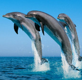 Young dolphins save the herd of more than 100 pigs from the strands