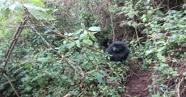 Young gorillas unite young people to snare hunters