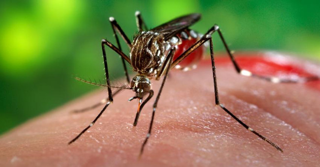 Young men in Phu Yen are infected with Zika virus