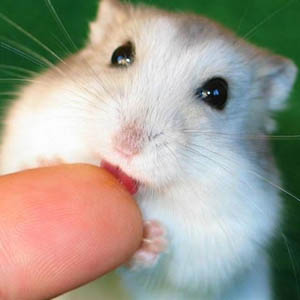 Young mice can regenerate their heart after injury