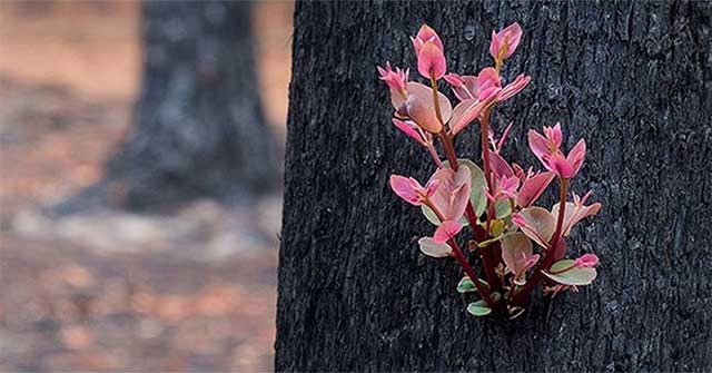 Young shoots growing on trees are burned down by wildfires in Australia