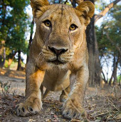 Zambia issued a ban on hunting newspapers and lions