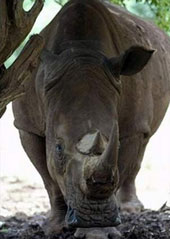 Zambia only one white rhino!