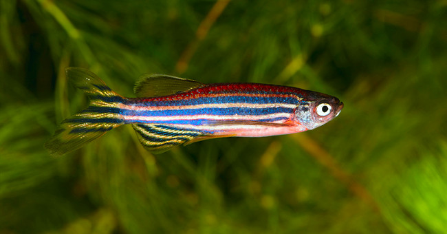 Zebra fish help cure blood cancer
