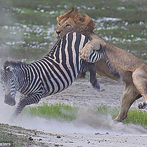 Zebras hit the hungry lion's face