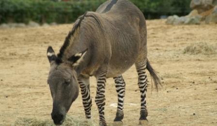 Zedon - an extremely rare hybrid animal