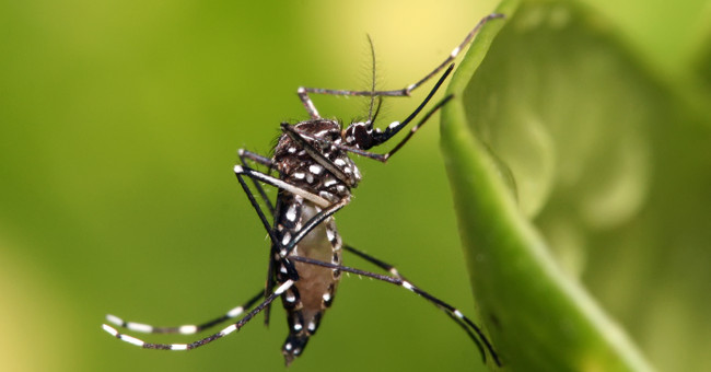 Zika mosquitoes burn during the day while the Vietnamese are only caught at night