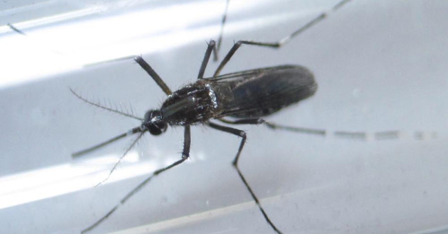 Zika virus detection causes brain disorders in adults