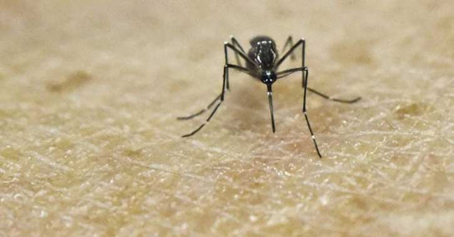 Zika virus in Brazil is similar to Zika virus in Asia
