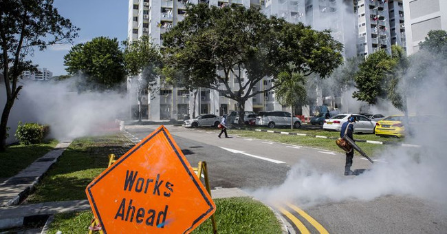 Zika virus in Singapore can evolve from the strain 60 years ago
