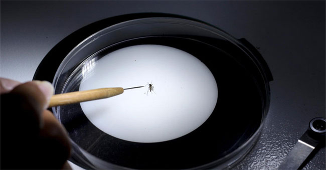 Zika virus vaccine will be announced in October 2016