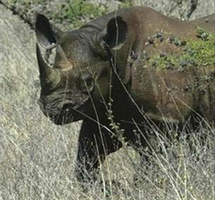 Zimbabwe lost 40 black rhinos