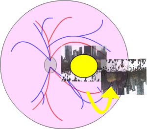 Zinc may play a key role in eye disease