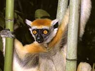 Zoning of extinct species globally