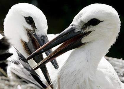 ½ water bird world disappeared