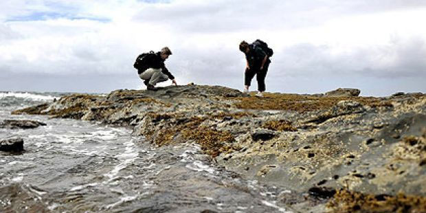 Picture 1 of 100 million years ago, Antarctica once existed a giant iguana larger than a car