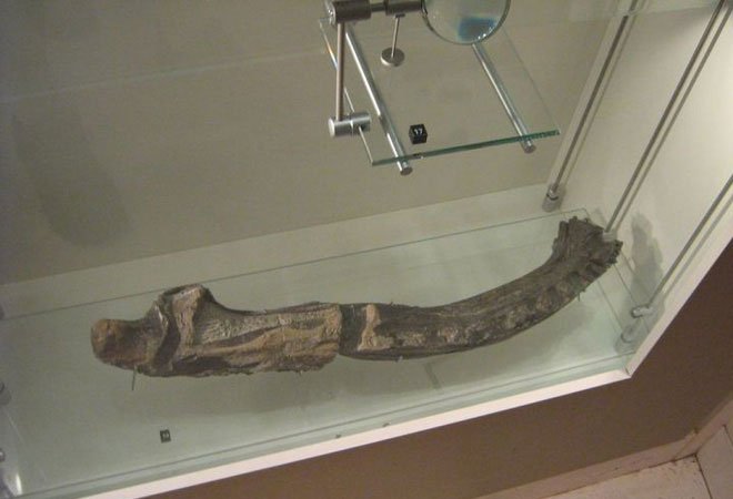 Picture 2 of 100 million years ago, Antarctica once existed a giant iguana larger than a car
