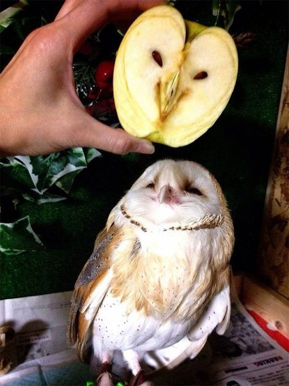 Picture 11 of 15 strange images showing the diversity of nature, sometimes also unexplained by science