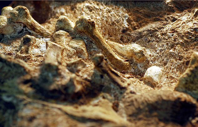 Picture 1 of 2 million-year-old mysterious creature carries 'human hand'