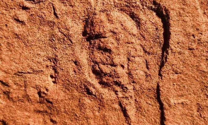 Picture 1 of 460 million-year-old arthropod fossils found