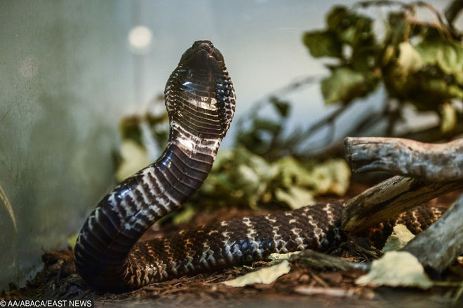 Picture 5 of 7 facts about animals that will help you understand: Nature is a world full of scary things